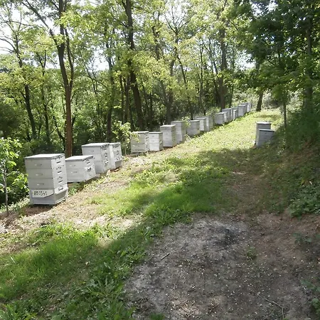 住宿加早餐酒店 罗纳别墅旅馆